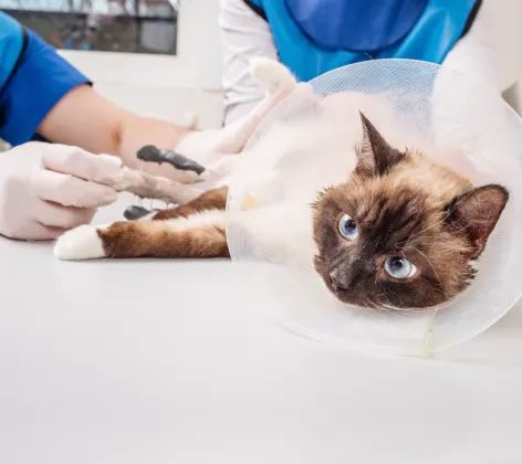 Cat with cone on exam table
